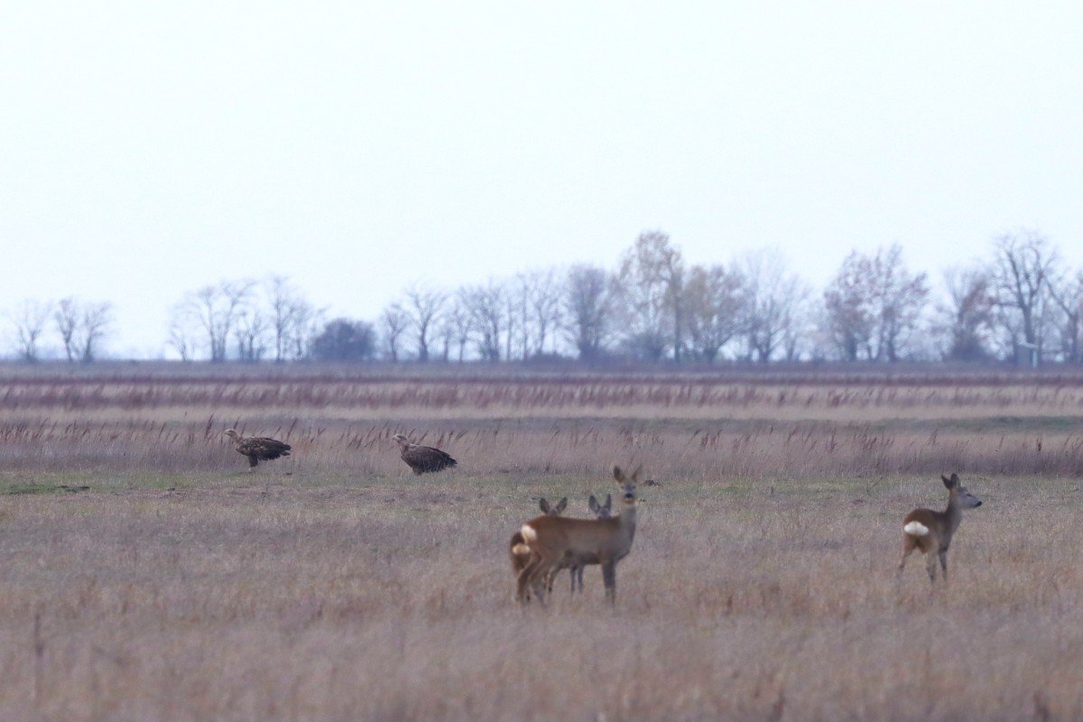 Rétisasok és őzek a téli pusztán
