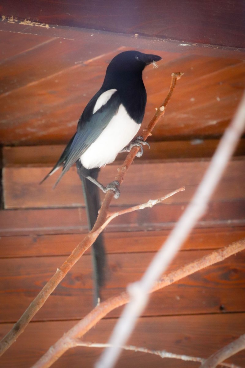 szarka