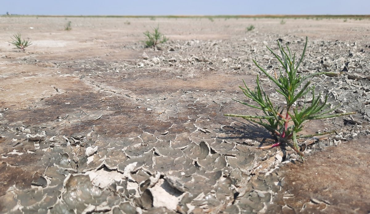 Június elején már szépen növekedtek sziki ballagófű csíra növényei.