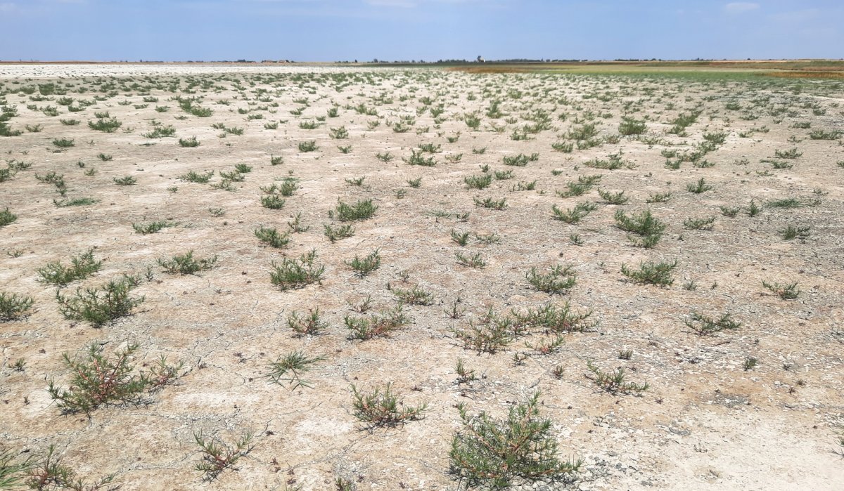Nyáron a vízimadarak helyett a sókedvelő növényzet  birtokolja a Fehértó medrét.