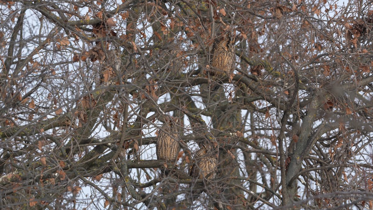 erdei fülesbaglyok a csoportos nappalozóhelyükön 