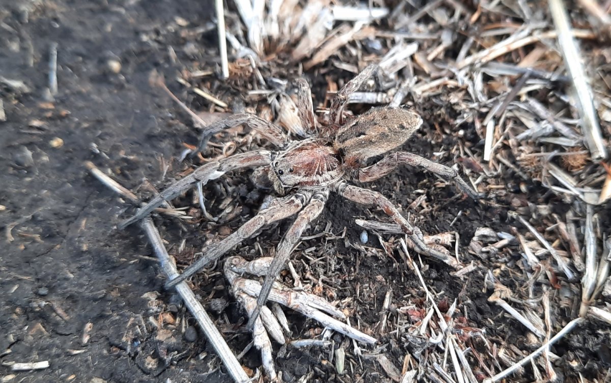 szongáriai cselőpók