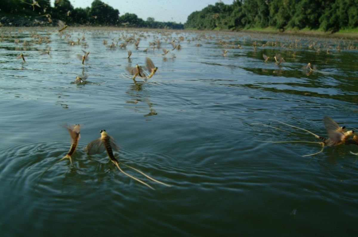 tiszavirágzás