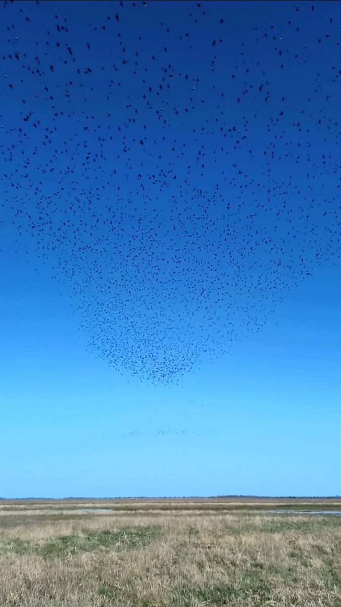 Több tízezres seregély csapatok kavarognak a kora tavaszi pusztán