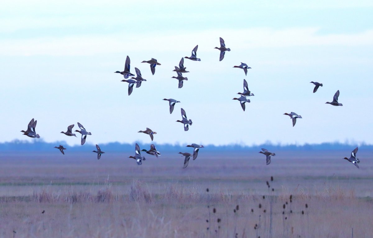 Tőkés, fütyülő és csörgő récék csapata
