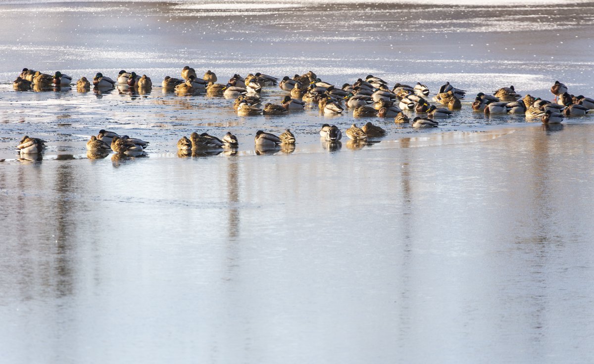 Tőkés récék váltják egymást a jégmentes vízen