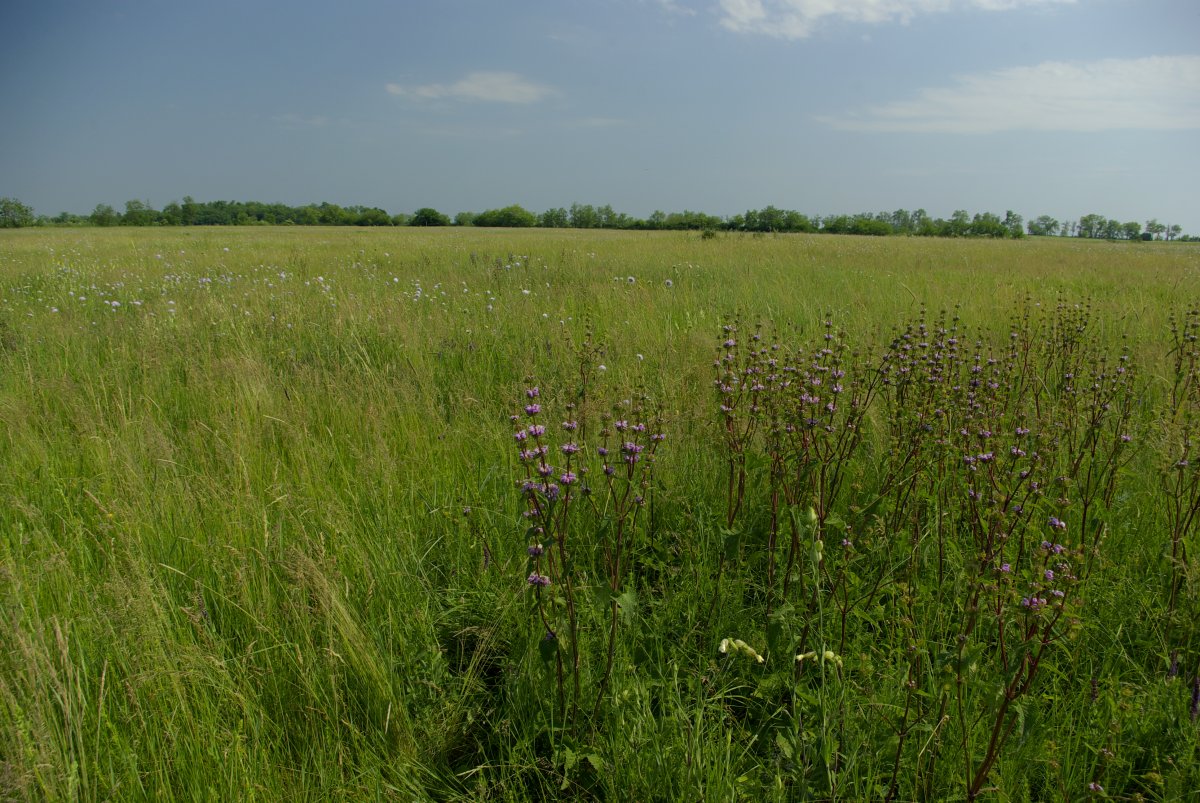 Tompapusztai löszgyep