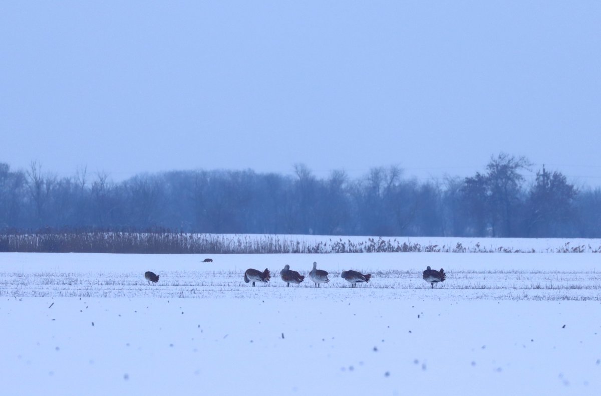 Túzokok a téli pusztán