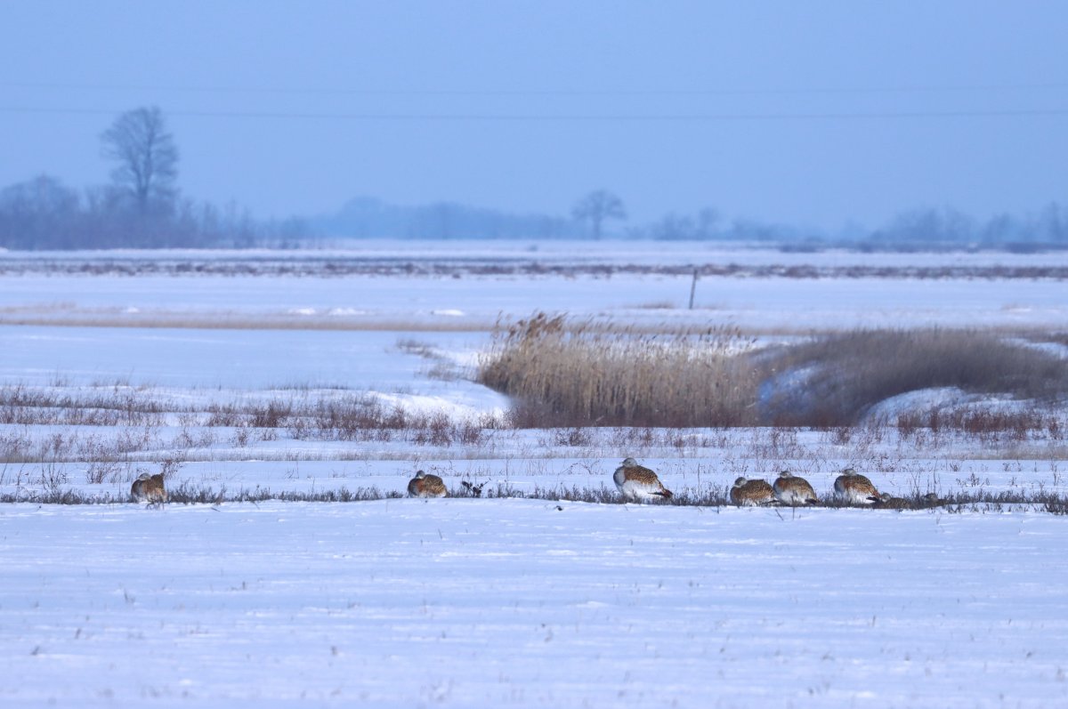 Túzokok a téli pusztán