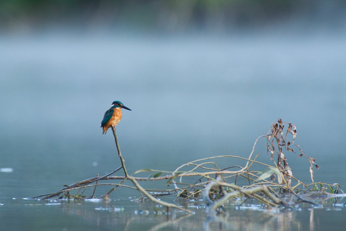 Uszadékfán lesben álló jégmadár
