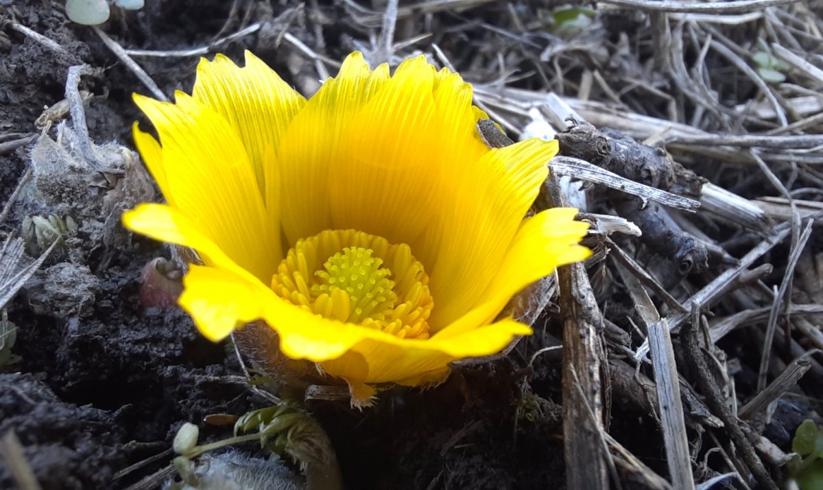 A kora tavaszt idézik a különleges virágok
