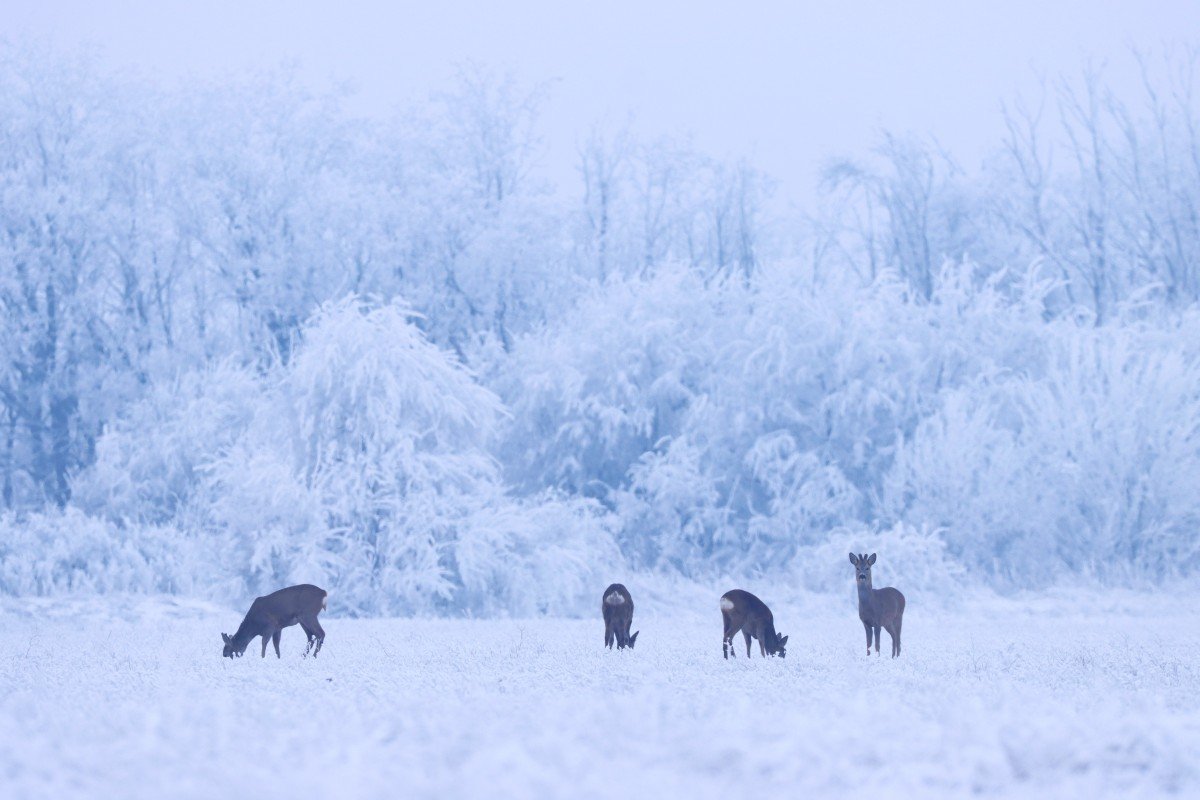 Őzek a zúzmarás tájban