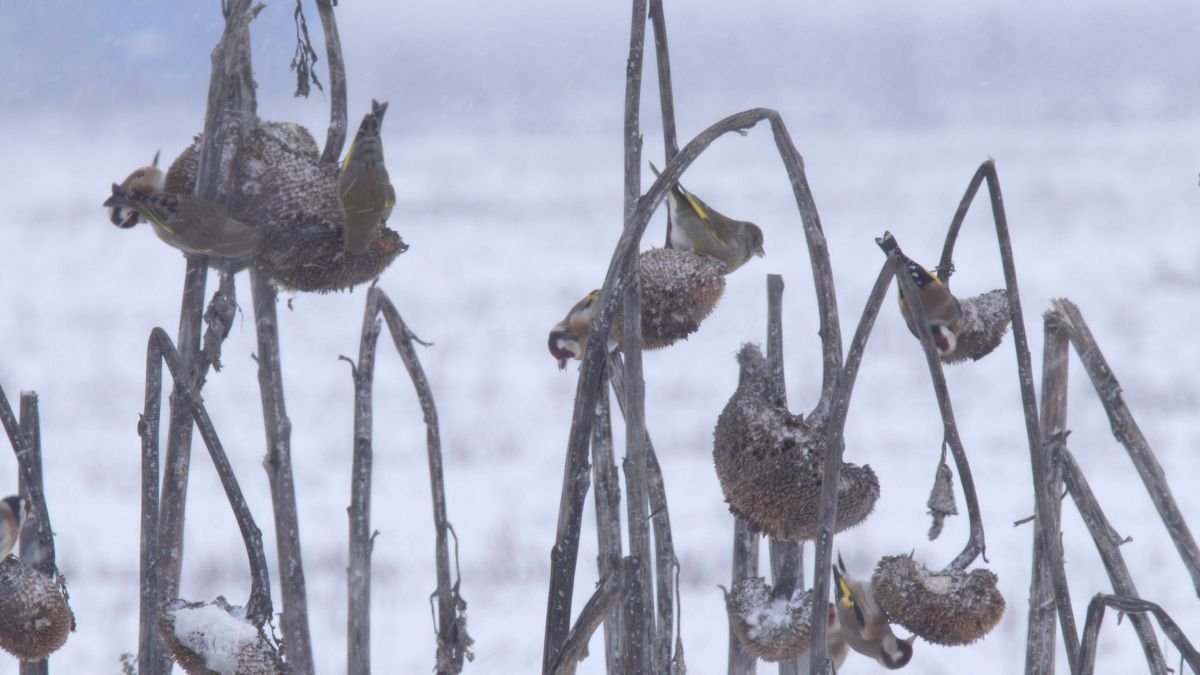 Zöldikék és tengelicek 